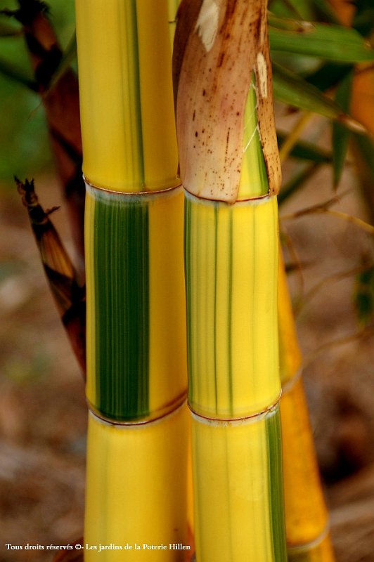 Phyllostachys vivax Huangwenzhu inversa 2